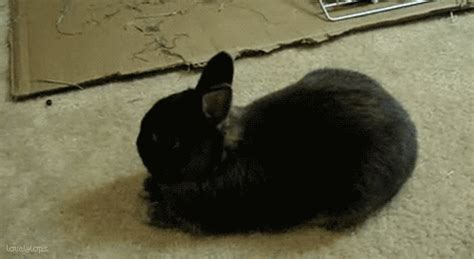 Bunny  Find And Share On Giphy
