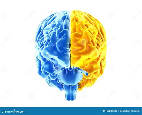 The Two Brain Hemispheres Royalty Free Illustration