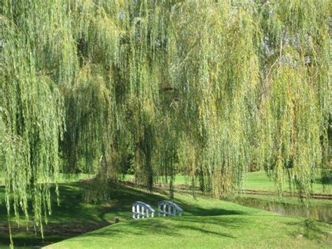 Weeping Willow Scene Landscape Trees Weeping Willow Beautiful