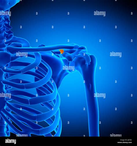 Illustration Of The Conoid Ligament Stock Photo Alamy