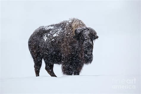 Snow Covered Buffalo Photograph By Bret Barton Fine Art America