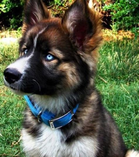 German Shepherd Husky Mix Puppies With Blue Eyes