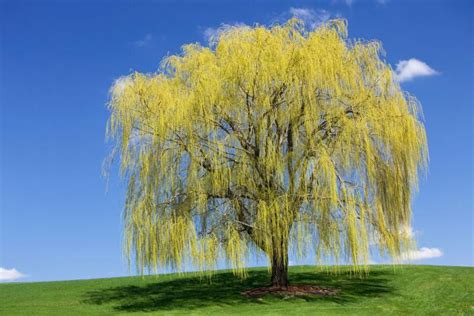 Interesting Facts About Weeping Willow Trees Lovetoknow