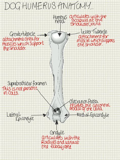 A Place To Find Hints Tips And Ask Questions Key Terms Tubercle