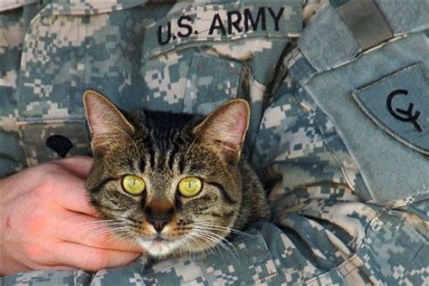 Military Avenue Article View Military Heroes Bengal Cat Cat Photo