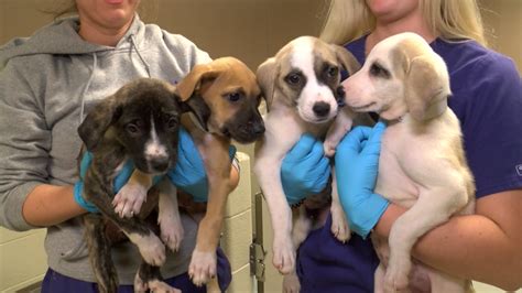 Toledo Area Humane Society Sheltering 60 New Puppies Wnwo