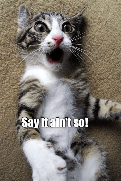 No Way Lolcats Lol Cat Memes Funny Cats Funny Cat Pictures