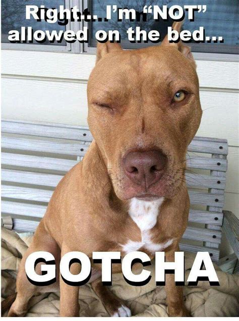 Pitbullmemes Pitbull Terrier Pitbulls Pitbull Dog