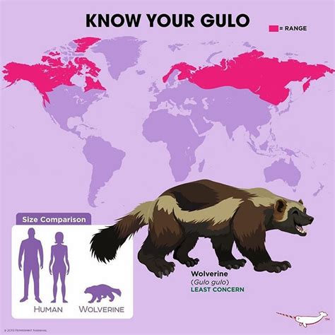 Peppermint Narwhal Creative En Instagram Know Your Gulo Wolverine