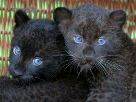 Black Panther Cubs I