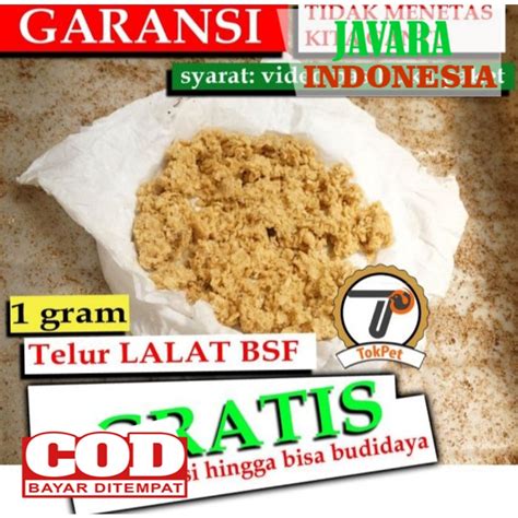 Jual Telur Maggot Bsf Per Gram Shopee Indonesia