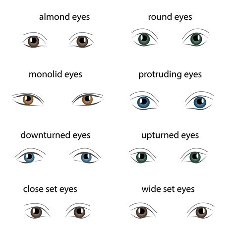 8 Different Types Of Eye Shapes