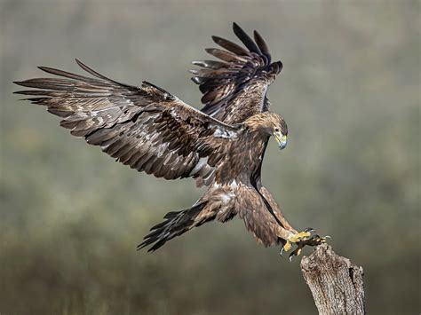 Wild Golden Eagle Landing By Jamiemacarthur Ephotozine