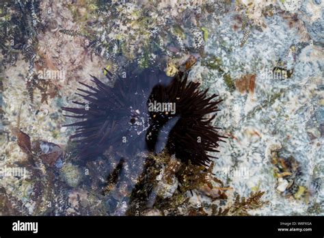Close Up Black Sea Urchin Under Water Stock Photo Alamy