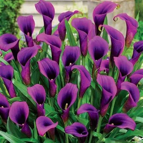 Calla Lily Purple Flower Bulbs At Rs 45piece Dwarka New Delhi Id