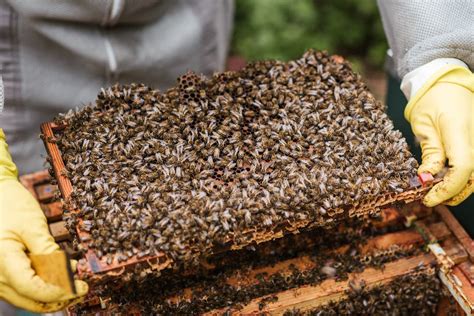 Wie Man Honig Wieder Flüssig Macht Einfache Schritte Zur Wiederherstellung