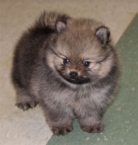 Teacup Teddy Bear Pomeranian Puppy In Greyish Brown With