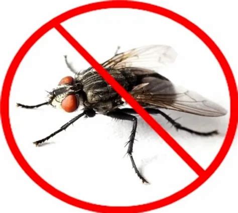 House Flies Pest Control Service At Rs 1500service हाउस फ्लाई