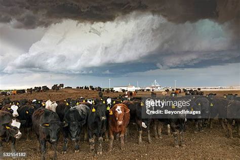Cattle Feedlot Photos And Premium High Res Pictures Getty Images
