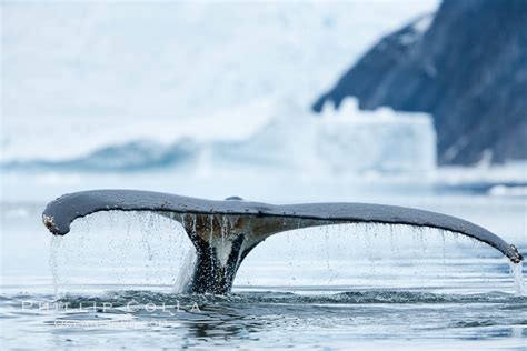 Humpback Whale In Antarctica Megaptera Novaeangliae Neko Harbor