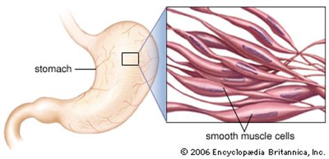 Smooth muscle (textus muscularis levis) smooth muscle is a type of tissue found in the walls of hollow organs, such as the intestines, uterus and stomach. Smooth muscle | anatomy | Britannica.com