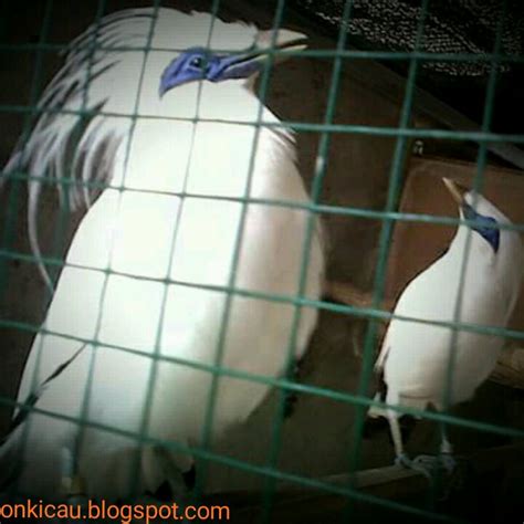 Perbedaan burung kenari jantan dan betina berdasarkan prilaku. Perbedaan Blackthroat Jantan Dan Betina Om Kicau : Simak! 7 Perbedaan Burung Zebra Finch Jantan ...