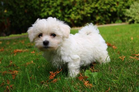 Maltese X Bichon White Male Puppy For Sale October 26th