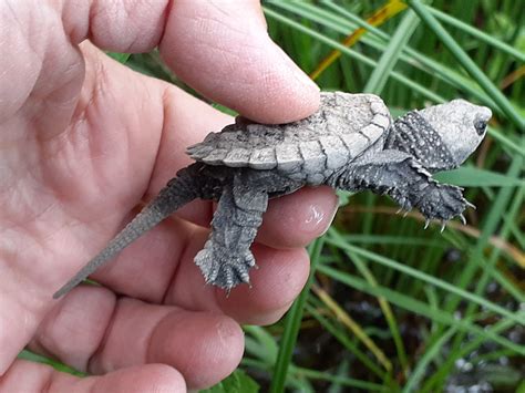 The Dos And Donts Of Helping Turtle Hatchlings