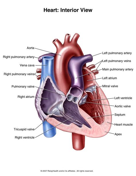 Interior View Of The Human Heart With Images Human Heart Heart