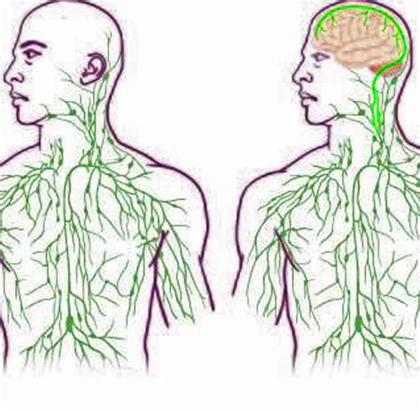 Anatomie des menschen (fach) / lymphsystem (lektion). Anatomie: Lymphbahnen im menschlichen Gehirn entdeckt - WELT
