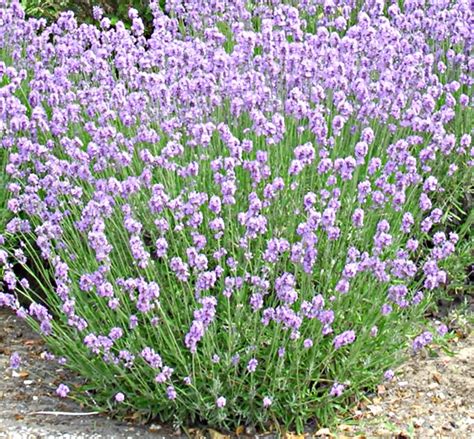 Munstead English Lavender Plant Lavandula Angustifolia Munstead