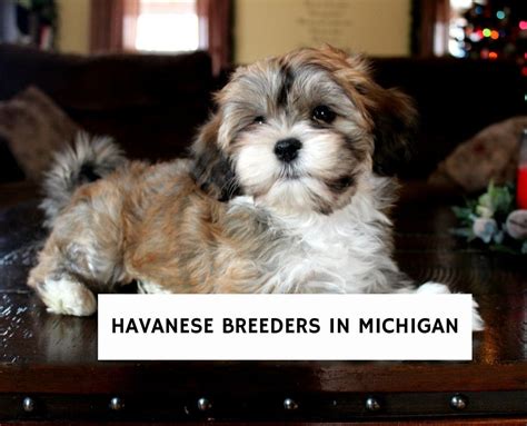 Best Havanese Breeders In Michigan We Love Doodles