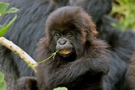 Angry Baby Gorilla Orangutan Come At Me Bro Meme Angry