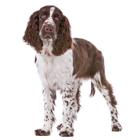 English Springer Spaniel Dog Breed Info Pics And More