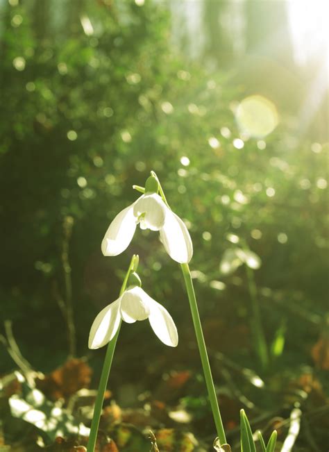 Snowdrop January Flower Of The Month