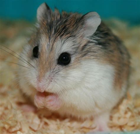 Types Of Hamster Breeds Although The Expression Hamster Describes
