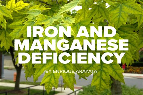 Russell Tree Experts Iron And Manganese Deficiency