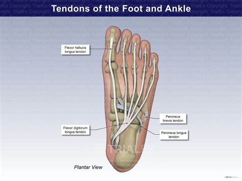 Tendons Of The Foot And Ankle Trial Exhibits Inc