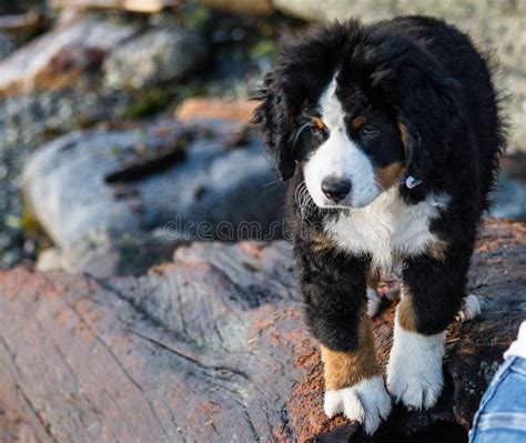Bernese Mountain Dog Puppy Playing On A Rocky Beach Stock Image Image