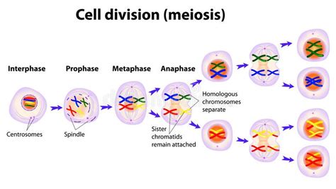 Vector Diagram Of The Meiosis Phases Meiosis Cell Division Vector