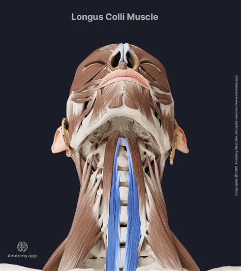 Longus Colli Encyclopedia Anatomyapp Learn Anatomy 3d Models