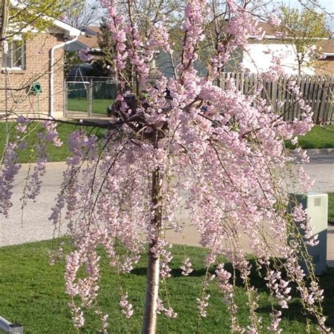 My Japanese Weeping Cherry Tree Blooming In March Weeping Cherry