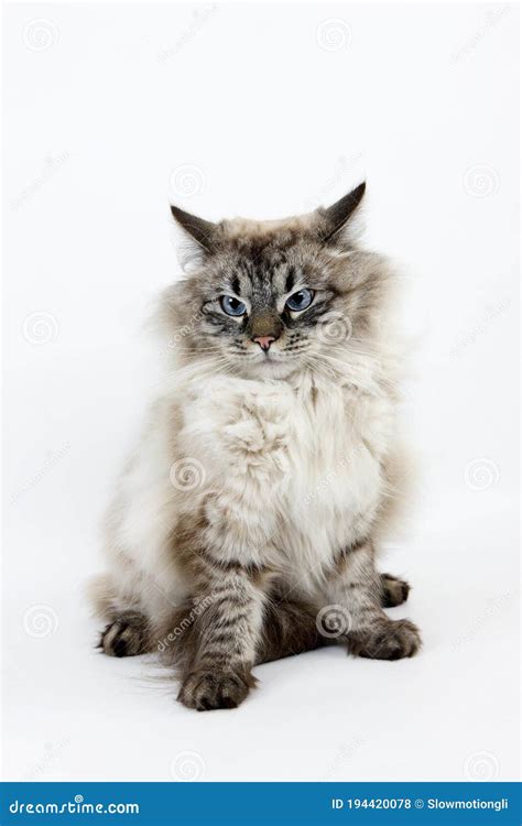Neva Masquerade Siberian Cat Color Seal Tabby Point Male Against White Background Stock Photo