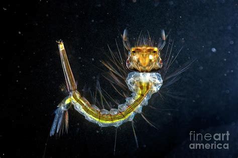 Culex Mosquito Larva Photograph By Dr Keith Wheelerscience Photo Library