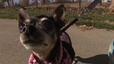 Rescued Chihuahuas From New Mexico Start Arriving In Colorado For