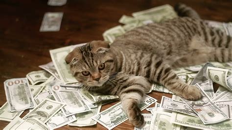 Click to read and you'll get full story with cat after that i decided to analyze the posts of the most popular cats for ideas to make money with my. Fat Cat With Money V1 - NTSC Stock Footage Video 767851 | Shutterstock