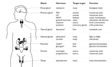 Hormones In The Human Body Hormones Menstrual Cycle Mammary Gland