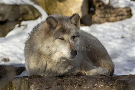 Grey Wolf Canis Lupus Also Known In North America As Timber Wolf In