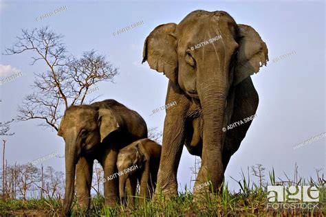 Female Asian Elephant Elephas Maximus With Her Calves In Kaziranga