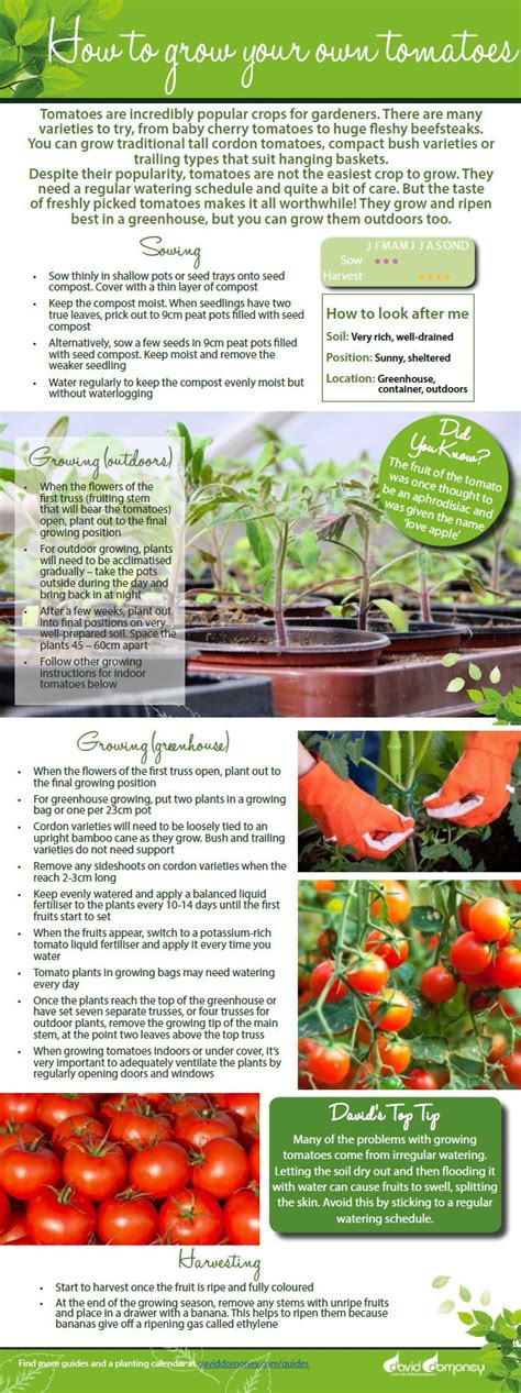 Veg Garden How To Grow Your Own Tomatoes David Domoney Growing